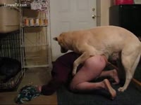 A homoanimal sexual dog sodomize his taskmaster